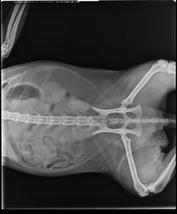 Ветеринарный рентгеновский аппарат Dongmun DIG-360 2,4 кВт